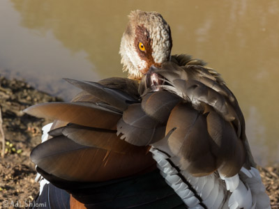 שבע טחנות – יאורית מצרית