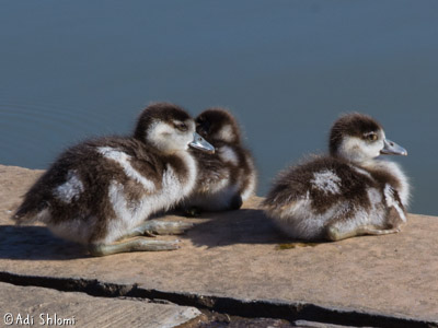 שבע טחנות – גוזלים