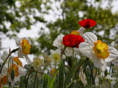 הגן הבוטאני בירושלים
