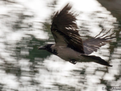 שבע טחנות – לעוף