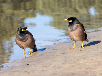 שבע טחנות – ציפורים II