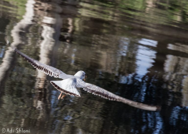 שבע טחנות – ציפורים I