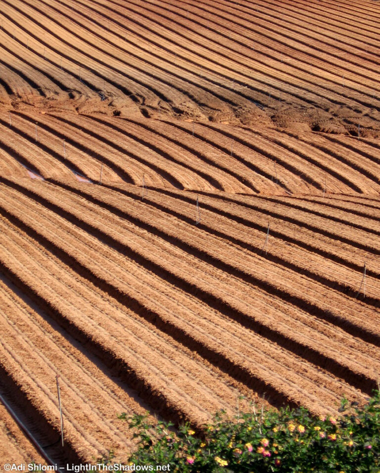 גיאומטריה ואבסטרקט בטבע